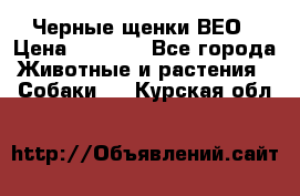 Черные щенки ВЕО › Цена ­ 5 000 - Все города Животные и растения » Собаки   . Курская обл.